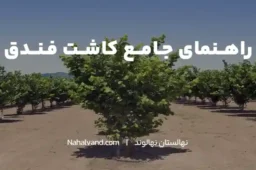 کاشت درخت فندق