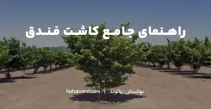 کاشت درخت فندق