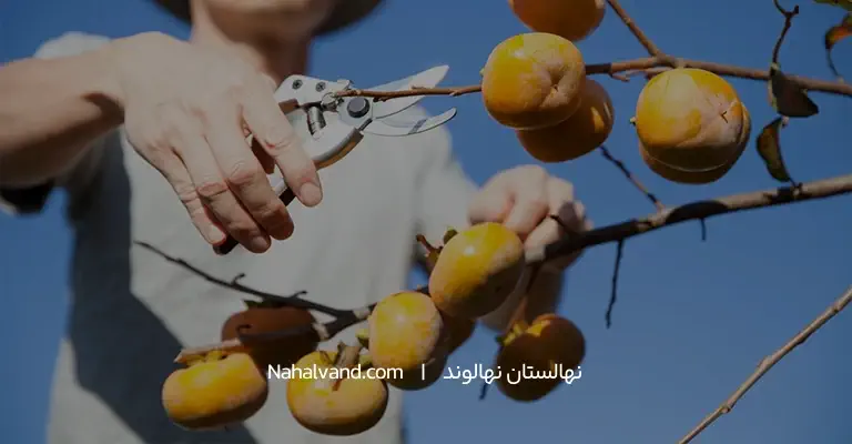 روش های هرس درخت خرمالو