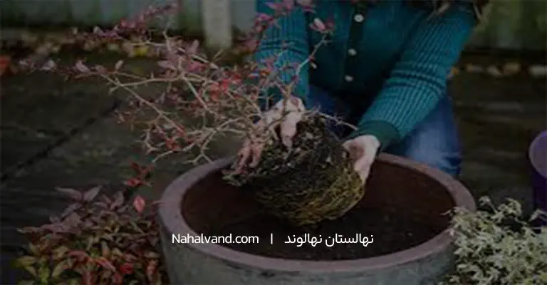 روش کاشت درخت زرشک