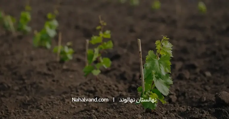 کاشت نهال انگور در پاییز