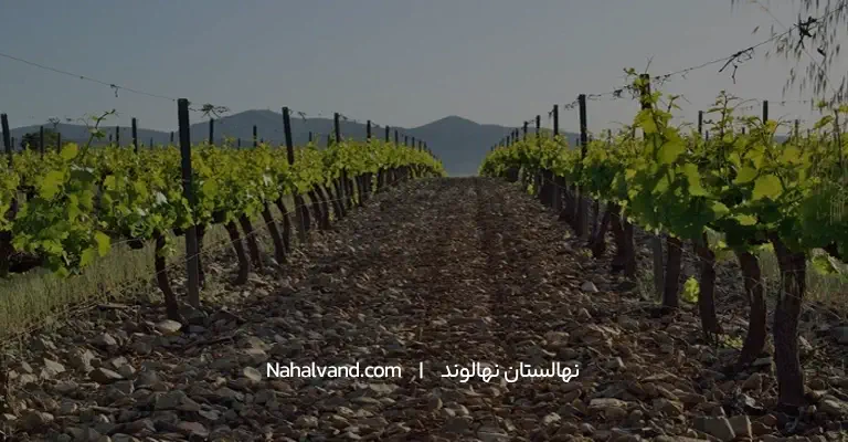 بهترین فاصله کاشت درخت انگور