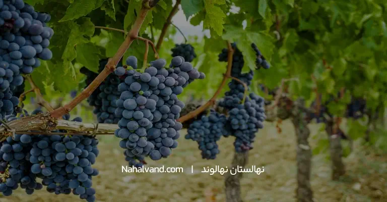 بهترین نهال انگور