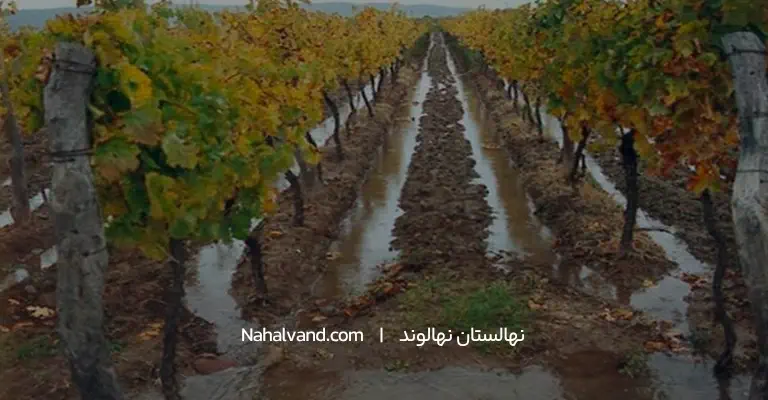 آبیاری درخت انگور