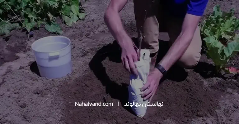 طریقه کاشت مو