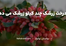 هر درخت زرشک چند کیلو بار می دهد؟
