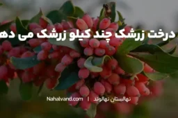 هر درخت زرشک چند کیلو بار می دهد؟