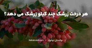 هر درخت زرشک چند کیلو بار می دهد؟