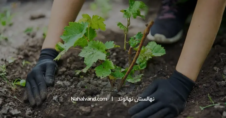کاشت نهال انگور دیم
