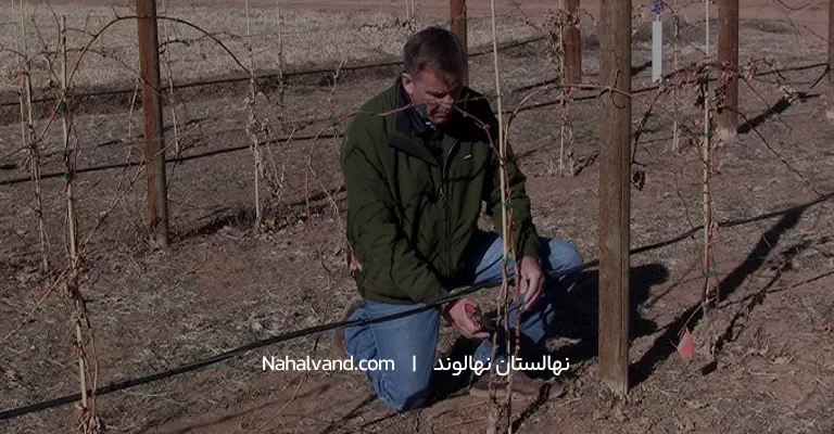 کاشت نهال انگور در پاییز