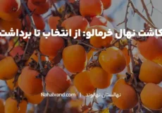 کاشت خرمالو در حیاط