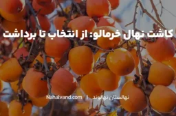 کاشت خرمالو در حیاط