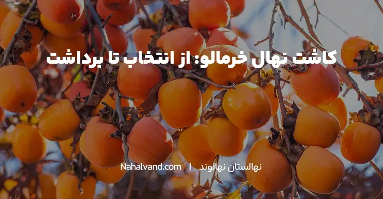 کاشت خرمالو در حیاط