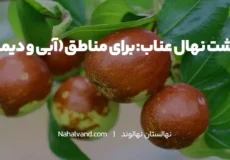 انواع روش های کاشت درخت عناب