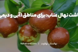 انواع روش های کاشت درخت عناب