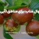 انواع روش های کاشت درخت عناب