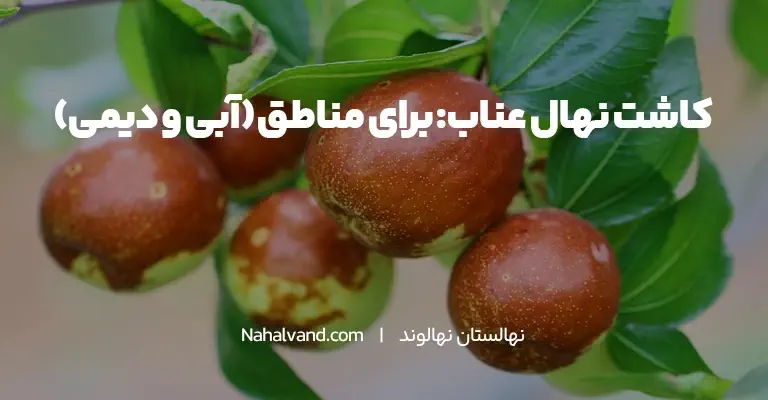 انواع روش های کاشت درخت عناب