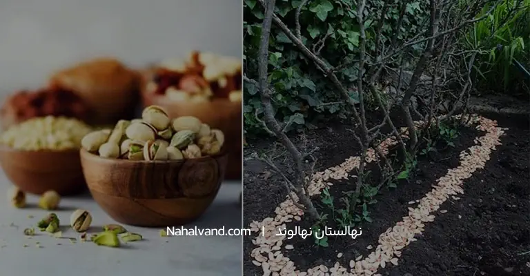 کود درخت پسته