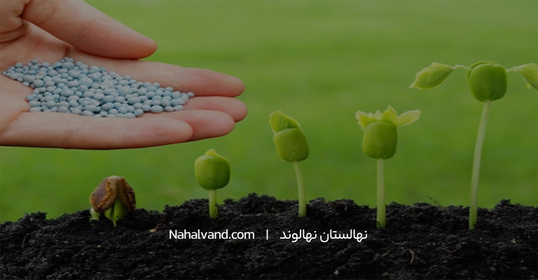 مناسب ترین کودها برای نهال های تازه کاشته شده