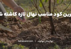 مناسب ترین کودها برای نهال های تازه کاشته شده