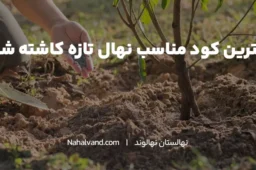 مناسب ترین کودها برای نهال های تازه کاشته شده