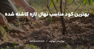 مناسب ترین کودها برای نهال های تازه کاشته شده