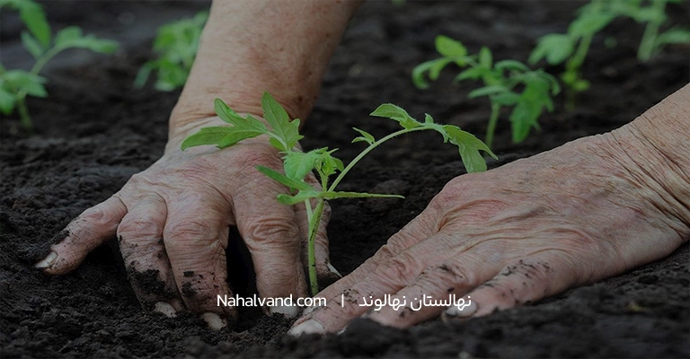 کودهای آلی