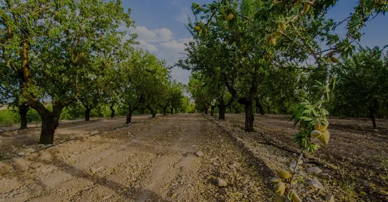 کوددهی درختان بادام 