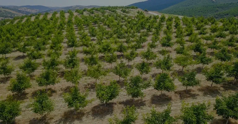 کاشت نهال درخت گردو