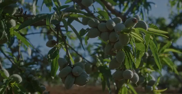 کوددهی درختان بادام 
