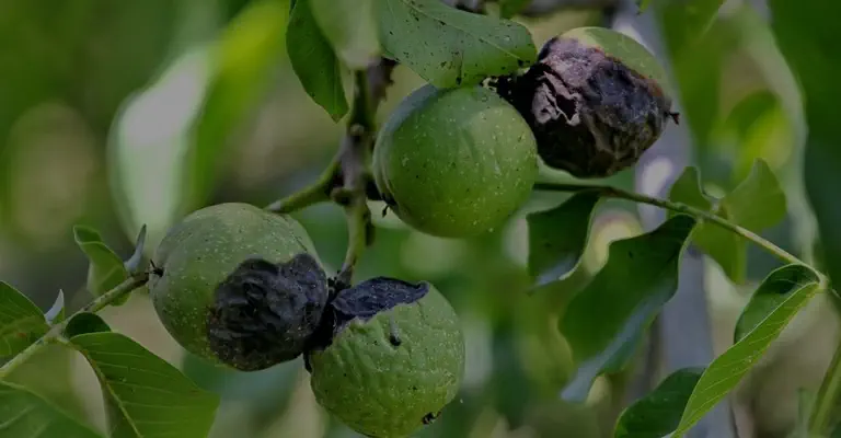بیماری آنتراکنوز (لکه سیاه گردو) چیست