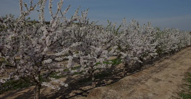 آبیاری درختان بادام