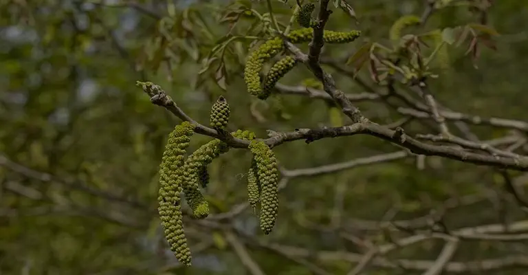 کوددهی درختان گردو