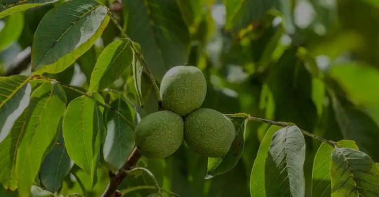 کوددهی درختان گردو