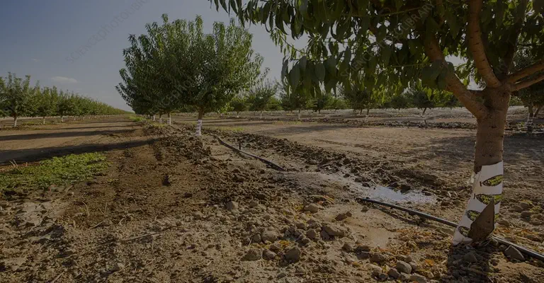 آبیاری درختان بادام