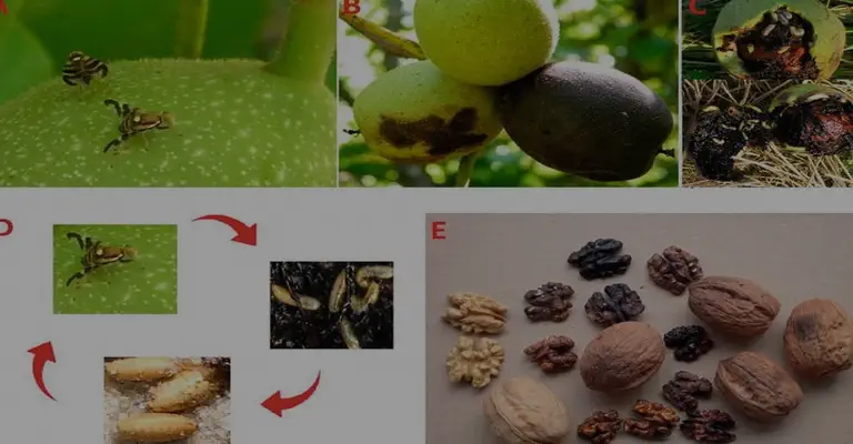 مگس پوست خوار میوه گردو چیست