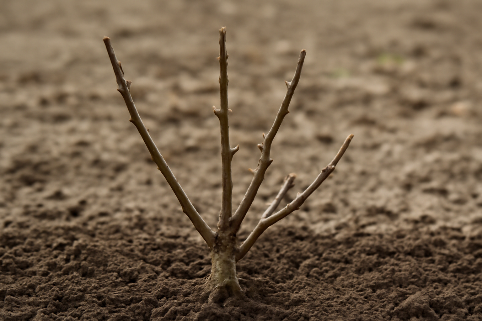 نهال زرشک در حال رشد، با شاخههای اصلی واضح و ریشههای نمایان در خاک نرم و تیره www.nahalvand.com