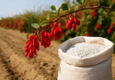 شاخه‌ای از درخت زرشک با دانه‌های قرمز درخشان که در کنار کیسه‌ای از کود سفید رنگ بر روی خاک خشک و کشاورزی قرار دارد. زمینه تصویر شامل درختان زرشک است که در فاصله‌ای دورتر محو شده‌اند. www.nahalvand.com