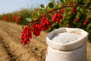 شاخه‌ای از درخت زرشک با دانه‌های قرمز درخشان که در کنار کیسه‌ای از کود سفید رنگ بر روی خاک خشک و کشاورزی قرار دارد. زمینه تصویر شامل درختان زرشک است که در فاصله‌ای دورتر محو شده‌اند. www.nahalvand.com