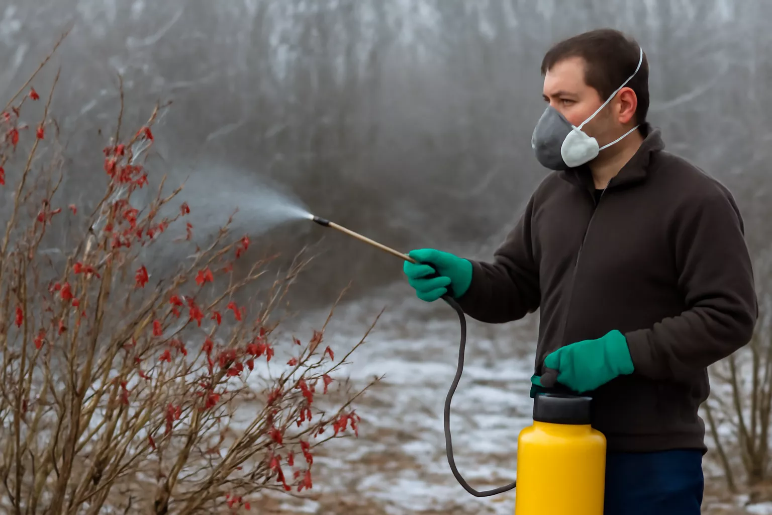 یک مرد در حال اسپری کردن سم روی درختچه زرشک در فضای باز زمستانی است. او دستکش‌های سبز رنگ پوشیده و ماسک تنفسی به صورت زده است. درختچه زرشک با برگ‌های قرمز و محیط اطراف پوشیده از برف است www.nahalvand.com