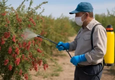 یک کشاورز با لباس ایمنی و ماسک، در حال استفاده از سم‌پاش دستی برای اسپری کردن سم روی بوته‌های زرشک در یک باغ است. درختان زرشک با میوه‌های قرمز و برگ‌های سبز در پس‌زمینه دیده می‌شوند. آسمان صاف و آفتابی است و کشاورز با دقت به شلنگ سم‌پاش نگاه می‌کند www.nahalvand.com
