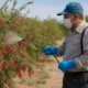یک کشاورز با لباس ایمنی و ماسک، در حال استفاده از سم‌پاش دستی برای اسپری کردن سم روی بوته‌های زرشک در یک باغ است. درختان زرشک با میوه‌های قرمز و برگ‌های سبز در پس‌زمینه دیده می‌شوند. آسمان صاف و آفتابی است و کشاورز با دقت به شلنگ سم‌پاش نگاه می‌کند www.nahalvand.com