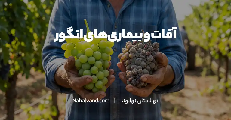 بیماری و افات درخت انگور