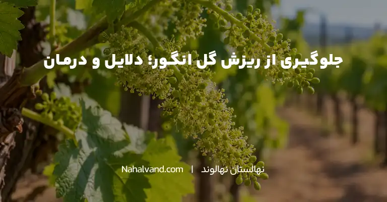 گلدهی انگور و اهمیت جلوگیری از ریزش گل در تاکستان