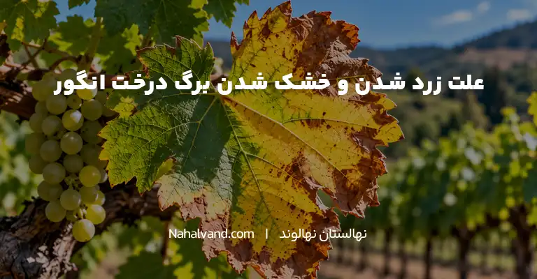 خشک شدن برگ درخت انگور